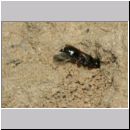 Harpactus lunatus - Grabwespe w03d - beim Eintrag einer Zikade - OS-Hollage Lehmkuhle.jpg